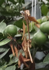 가지 고사  문의